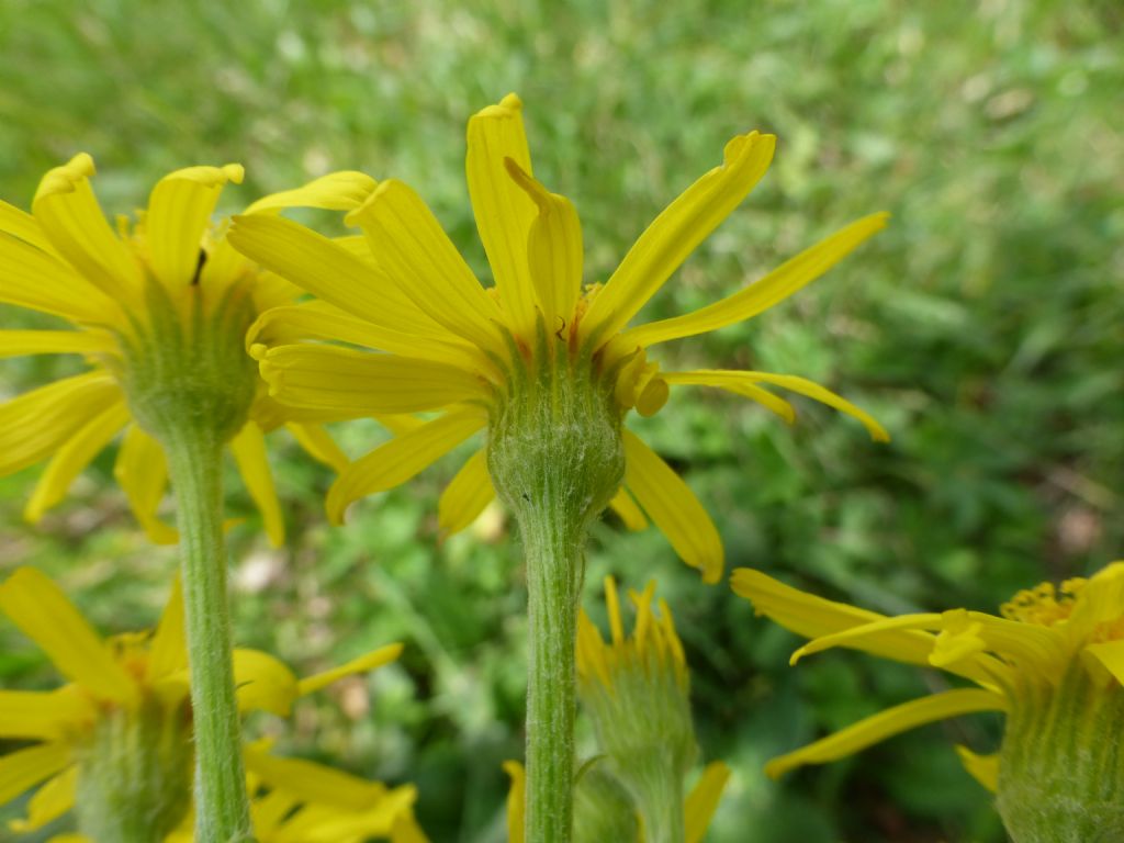 Senecio gaudinii?