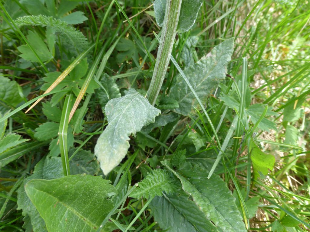 Senecio gaudinii?