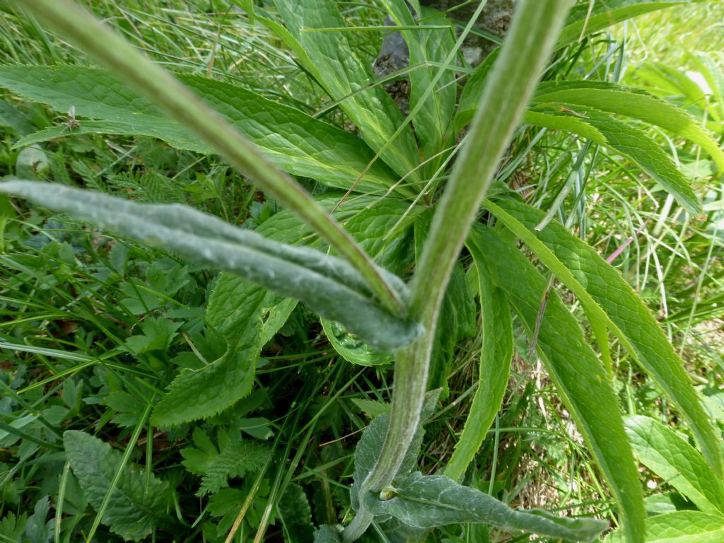 Senecio gaudinii?