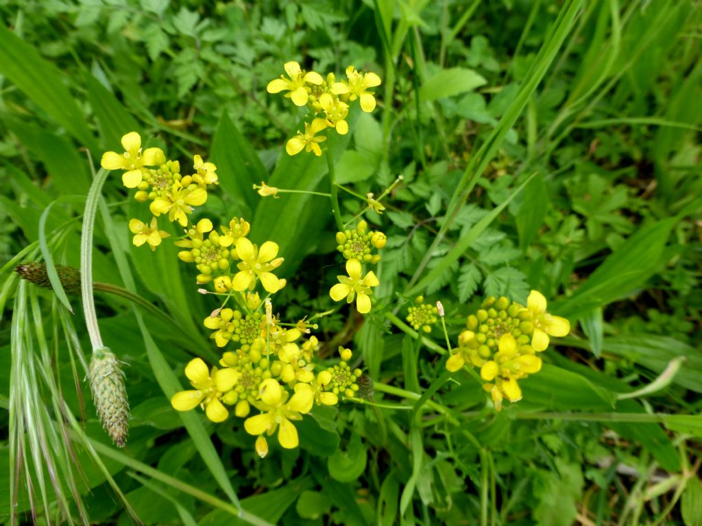 Rorippa sylvestris / Crescione radicina