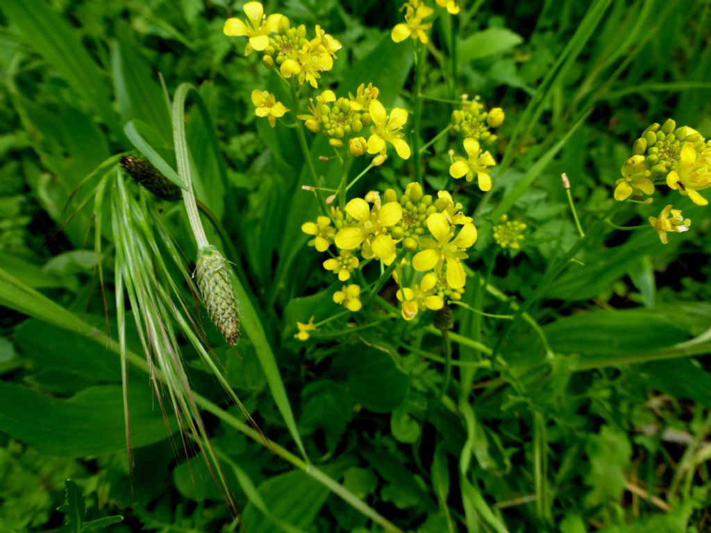 Rorippa sylvestris / Crescione radicina