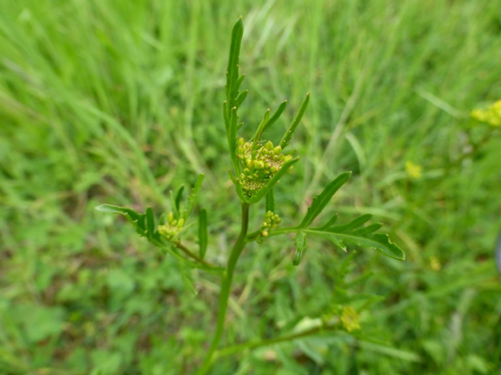 Rorippa sylvestris / Crescione radicina