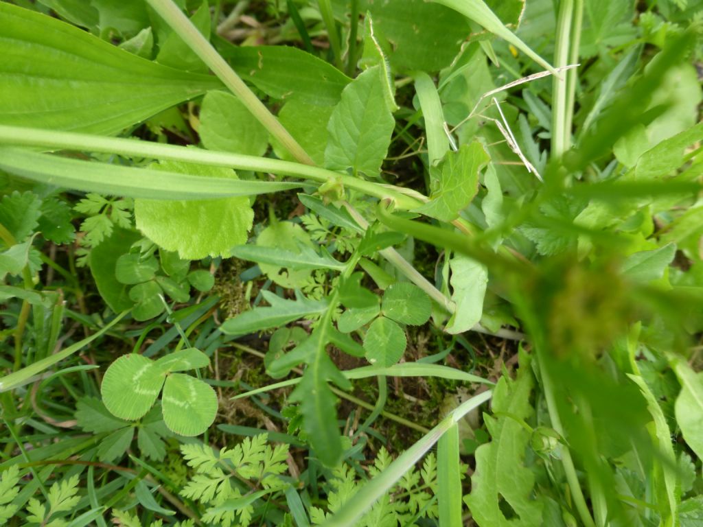 Rorippa sylvestris / Crescione radicina