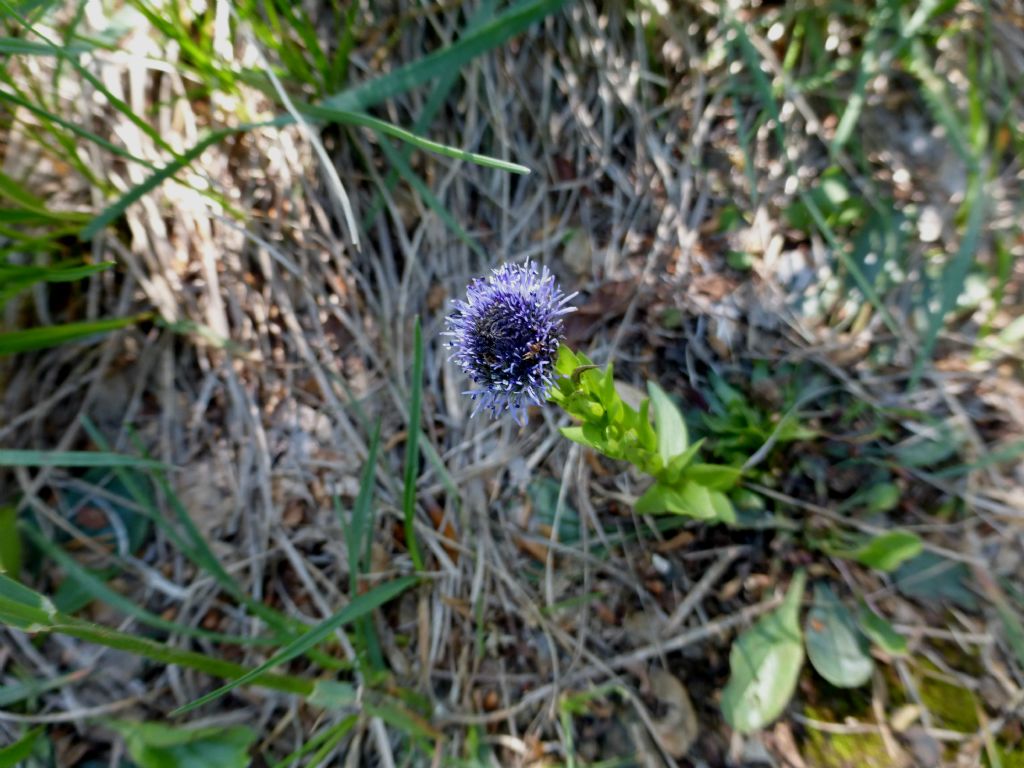 Globularia bisnagarica