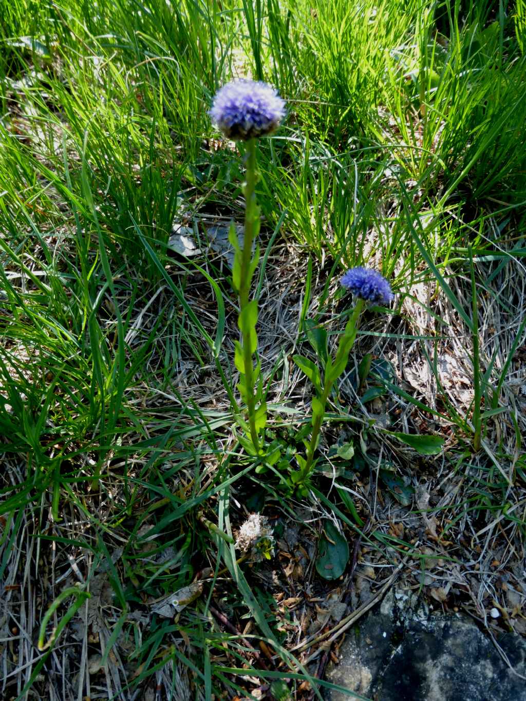 Globularia bisnagarica