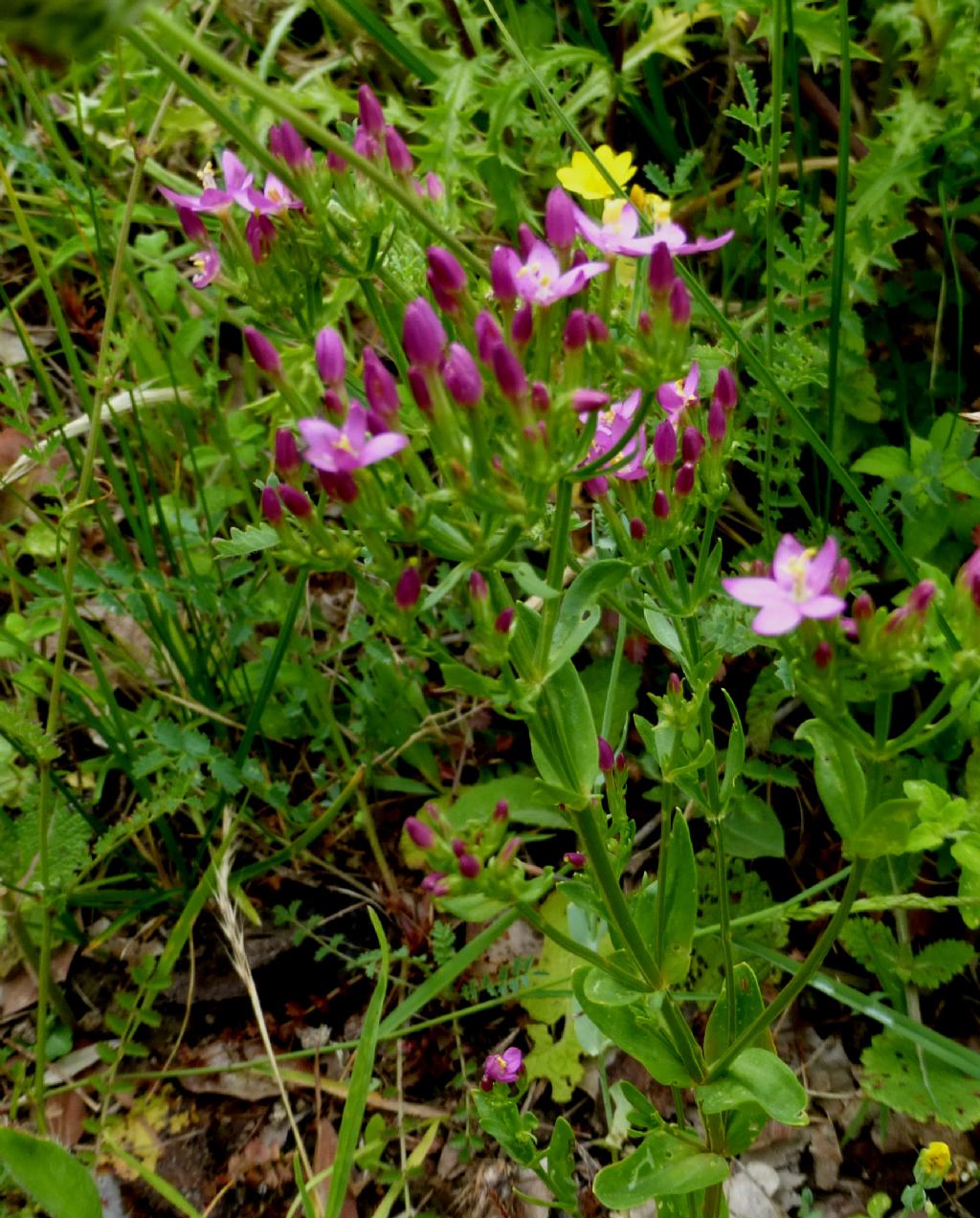 Centaurium erythraea sulla Palmaria