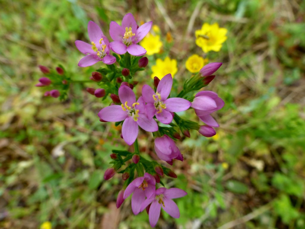 Centaurium erythraea sulla Palmaria