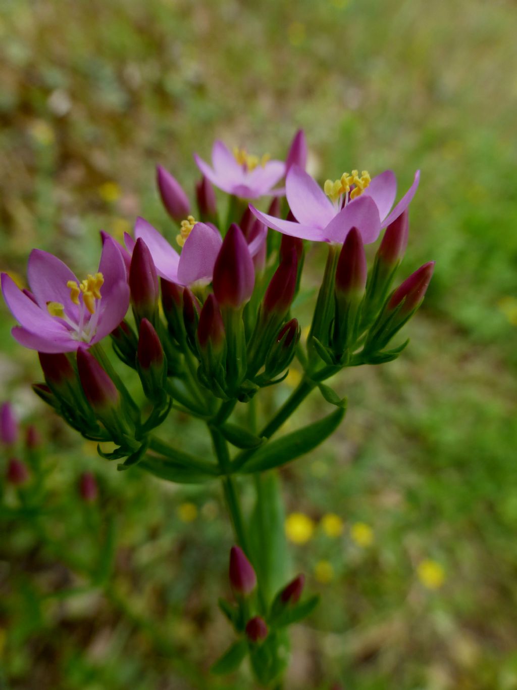 Centaurium erythraea sulla Palmaria