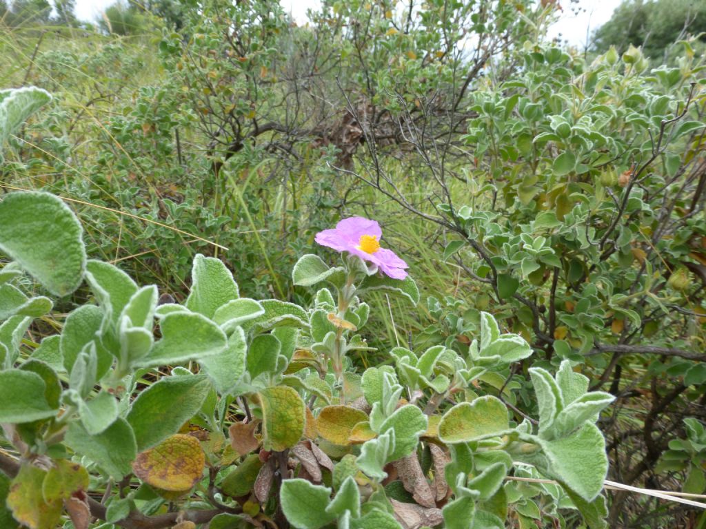 Cistus creticus ssp. eriocephalus / Cisto rosso