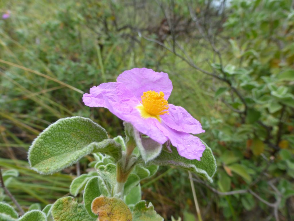 Cistus creticus ssp. eriocephalus / Cisto rosso