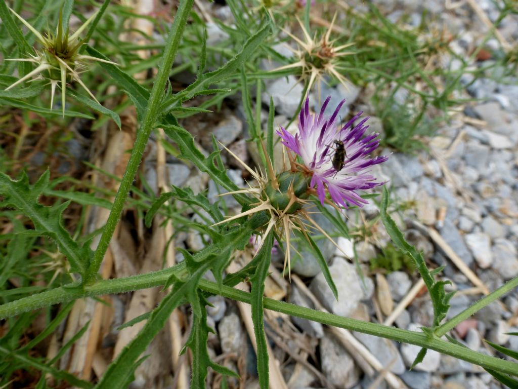 Centaurea calcitrapa / Fiordaliso stellato