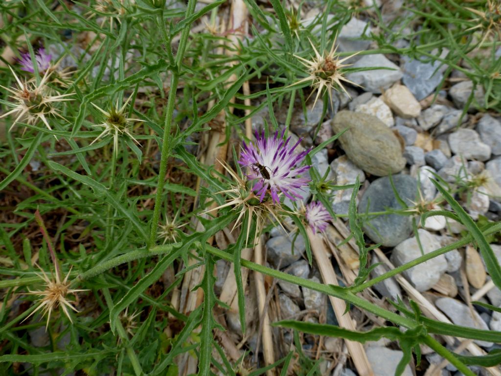 Centaurea calcitrapa / Fiordaliso stellato