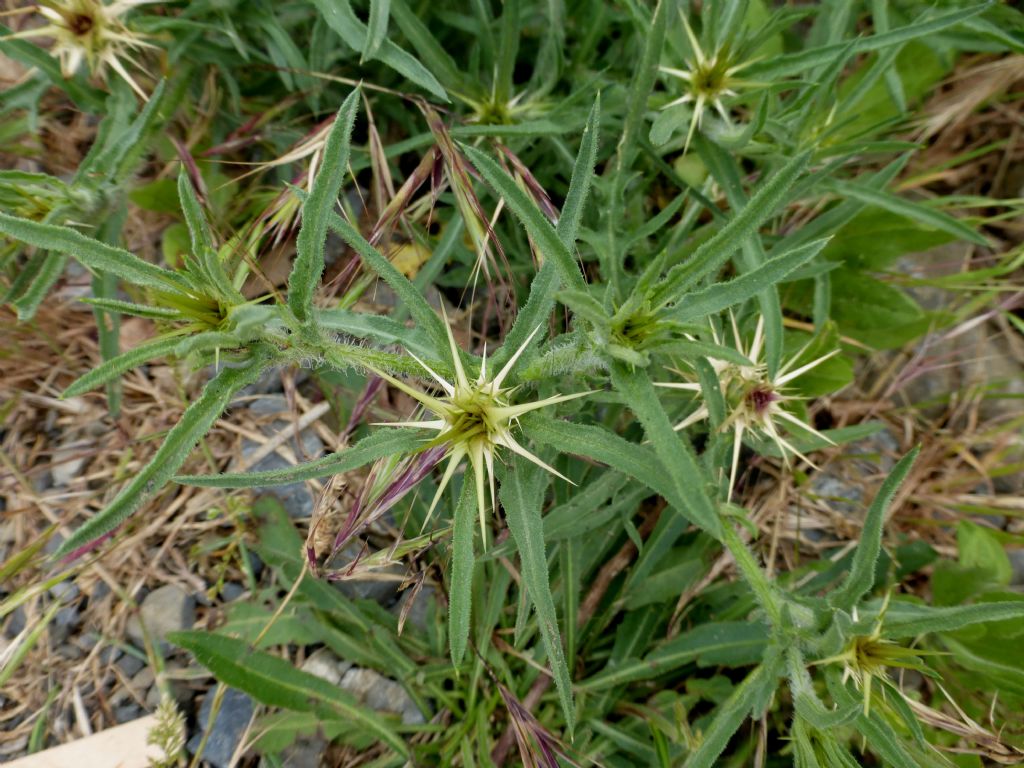 Centaurea calcitrapa / Fiordaliso stellato