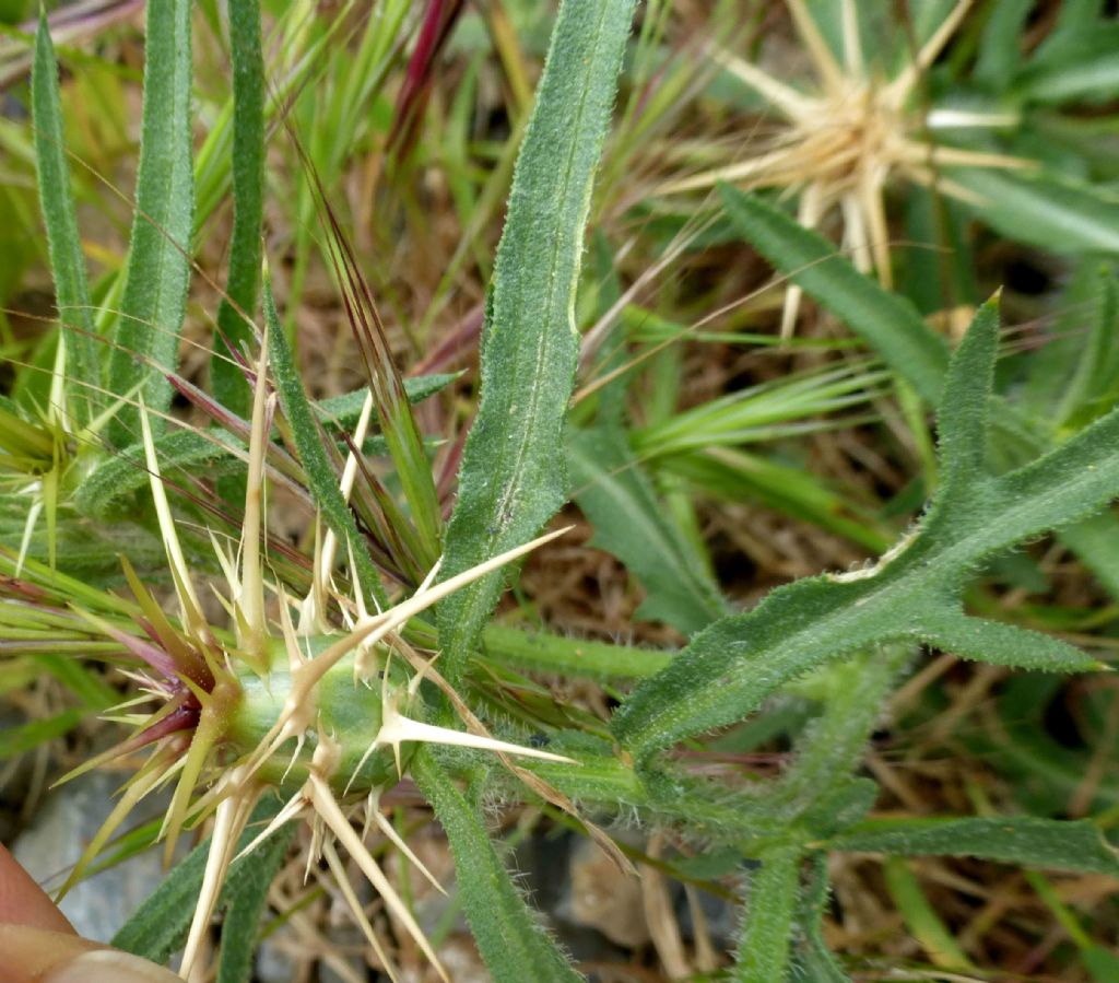 Centaurea calcitrapa / Fiordaliso stellato