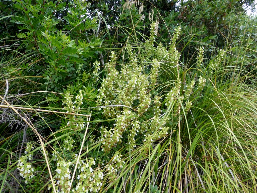 Teucrium flavum s.l.