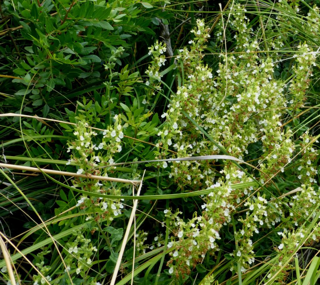 Teucrium flavum s.l.