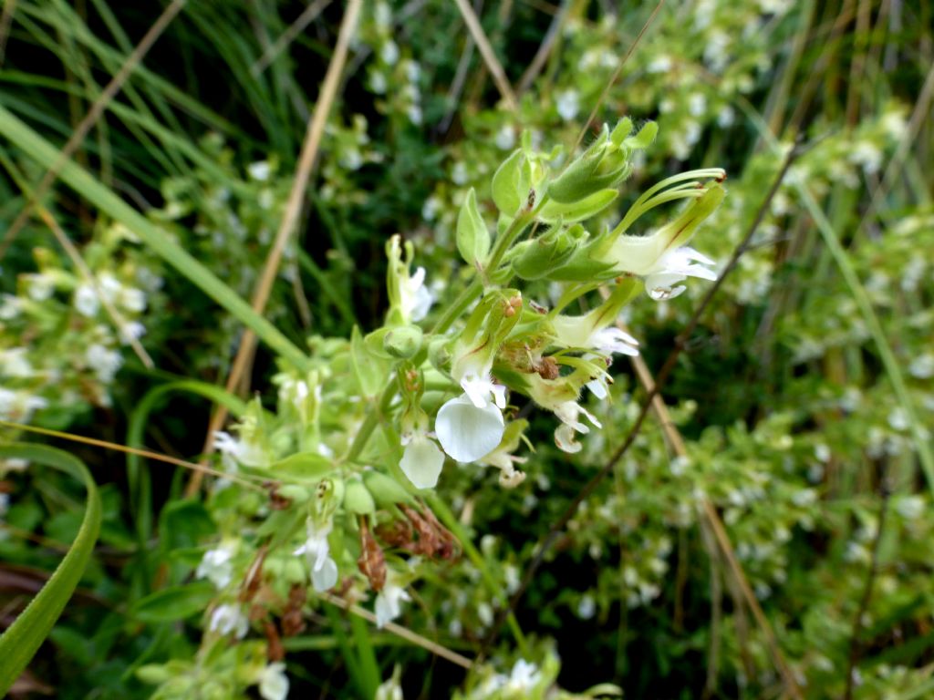 Teucrium flavum s.l.