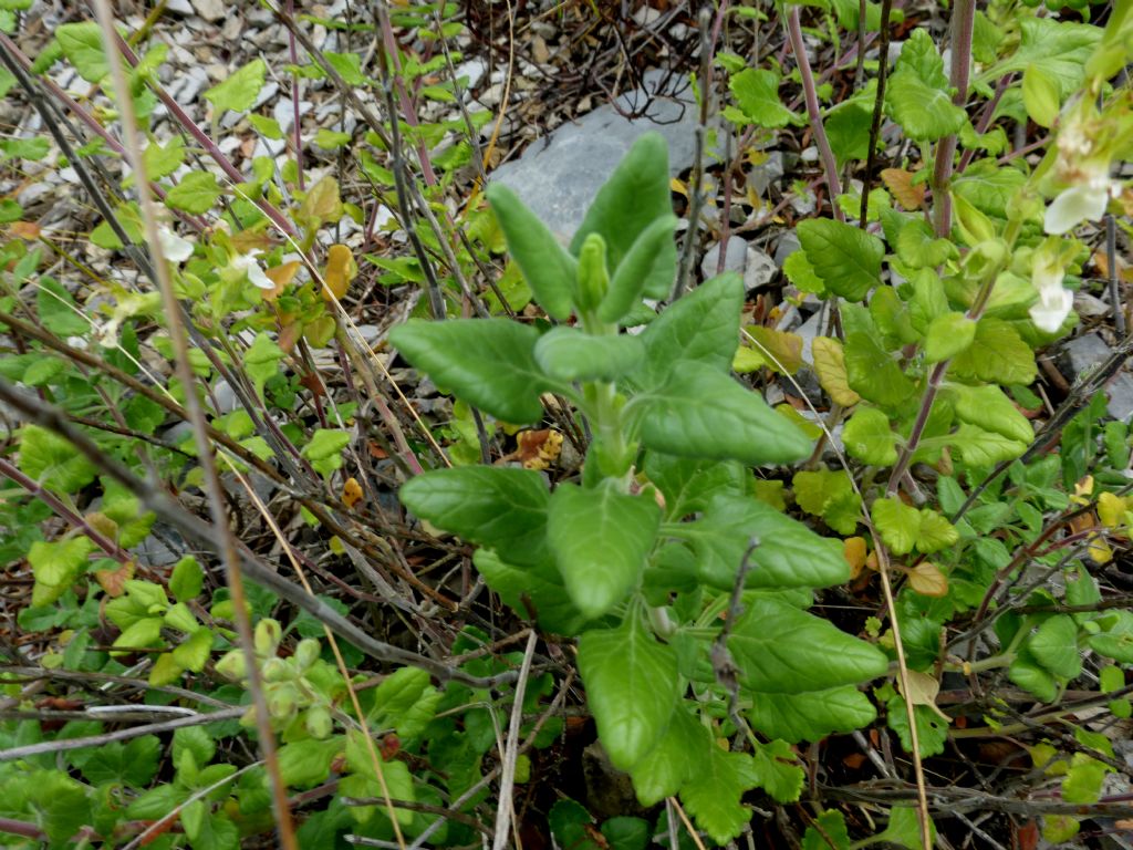 Teucrium flavum s.l.