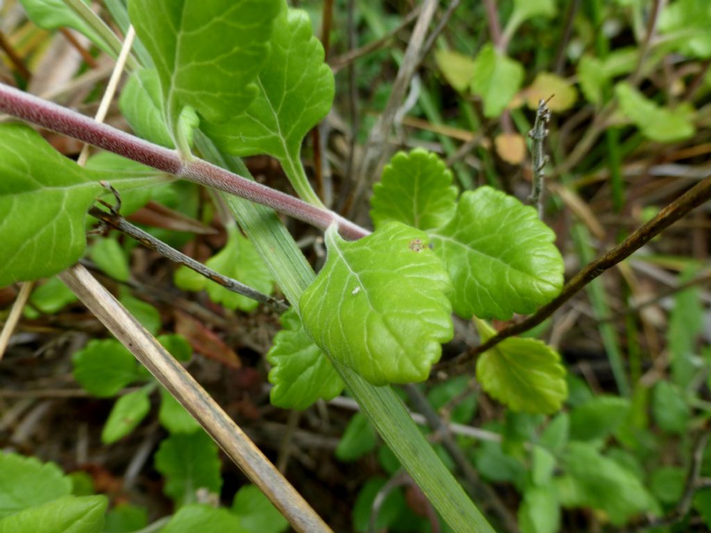 Teucrium flavum s.l.