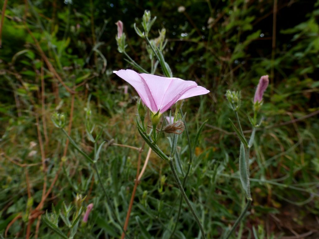 Convolvulus cantabrica