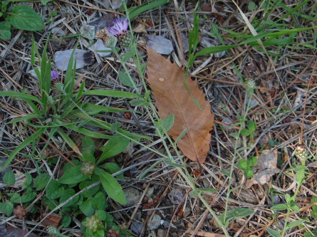 Centaurea ligure 2