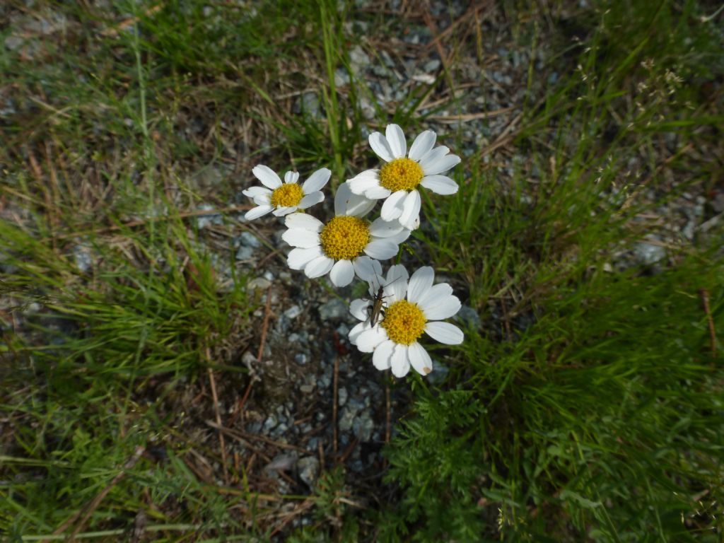 Cota altissima / Camomilla brucia occhi