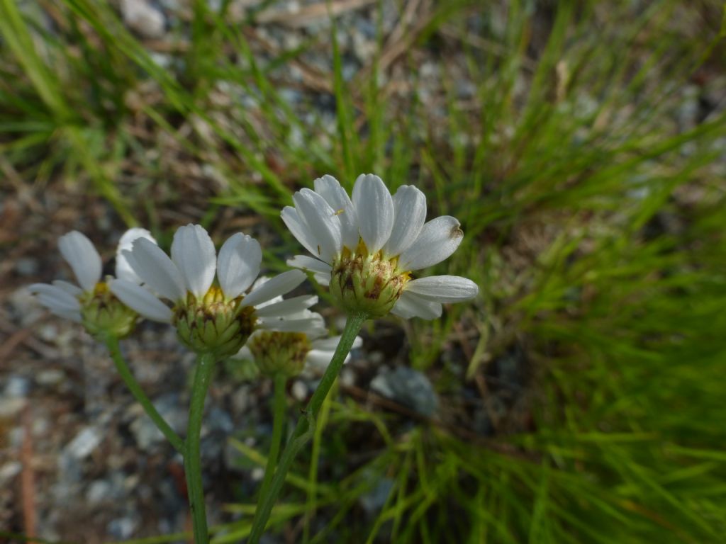 Cota altissima / Camomilla brucia occhi