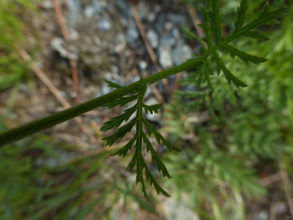 Cota altissima / Camomilla brucia occhi