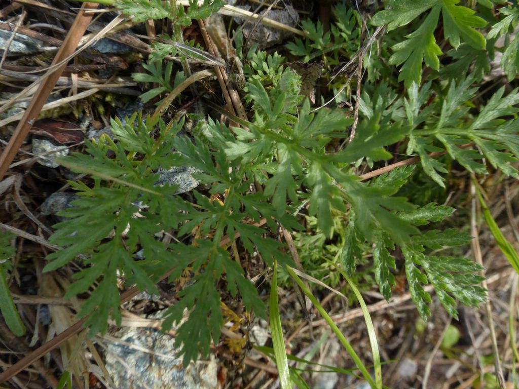 Cota altissima / Camomilla brucia occhi