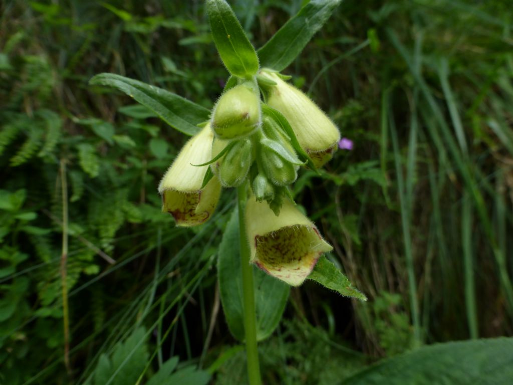 Digitalis grandiflora