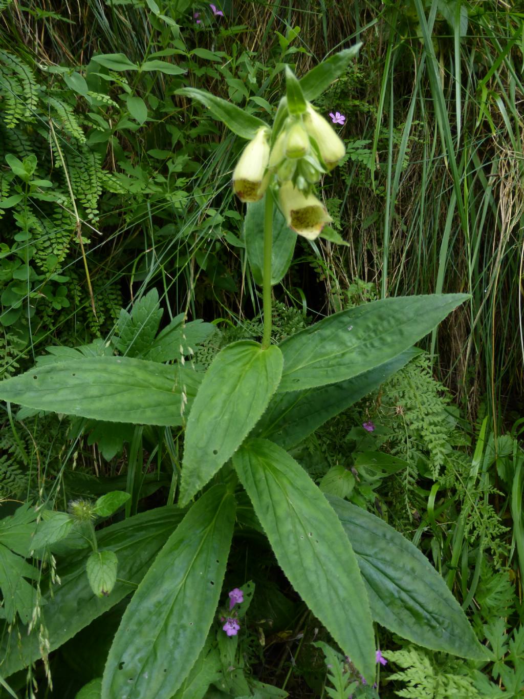 Digitalis grandiflora