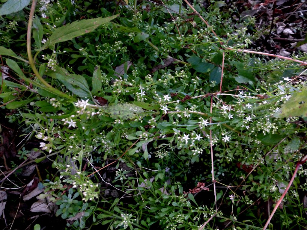 Sedum cepaea