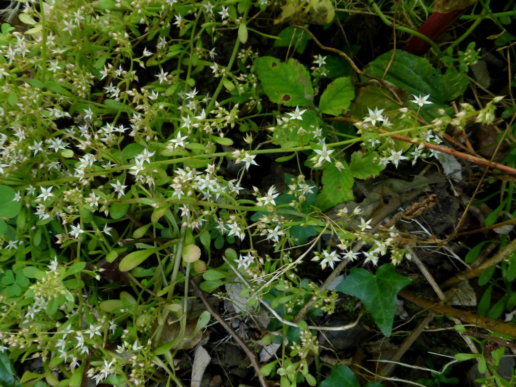 Sedum cepaea