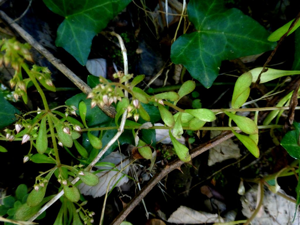 Sedum cepaea