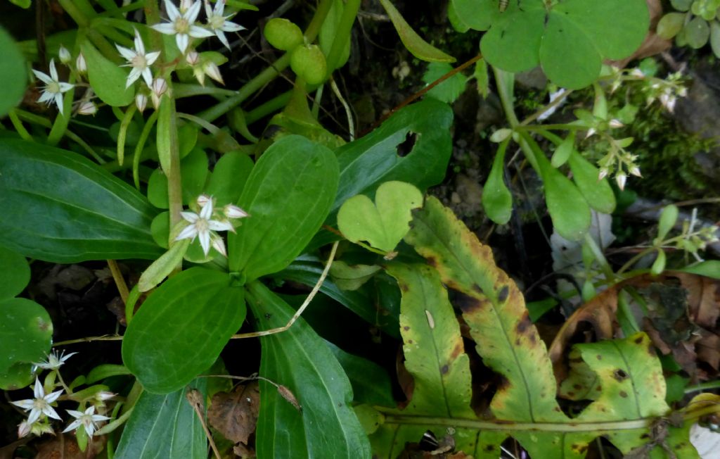 Sedum cepaea