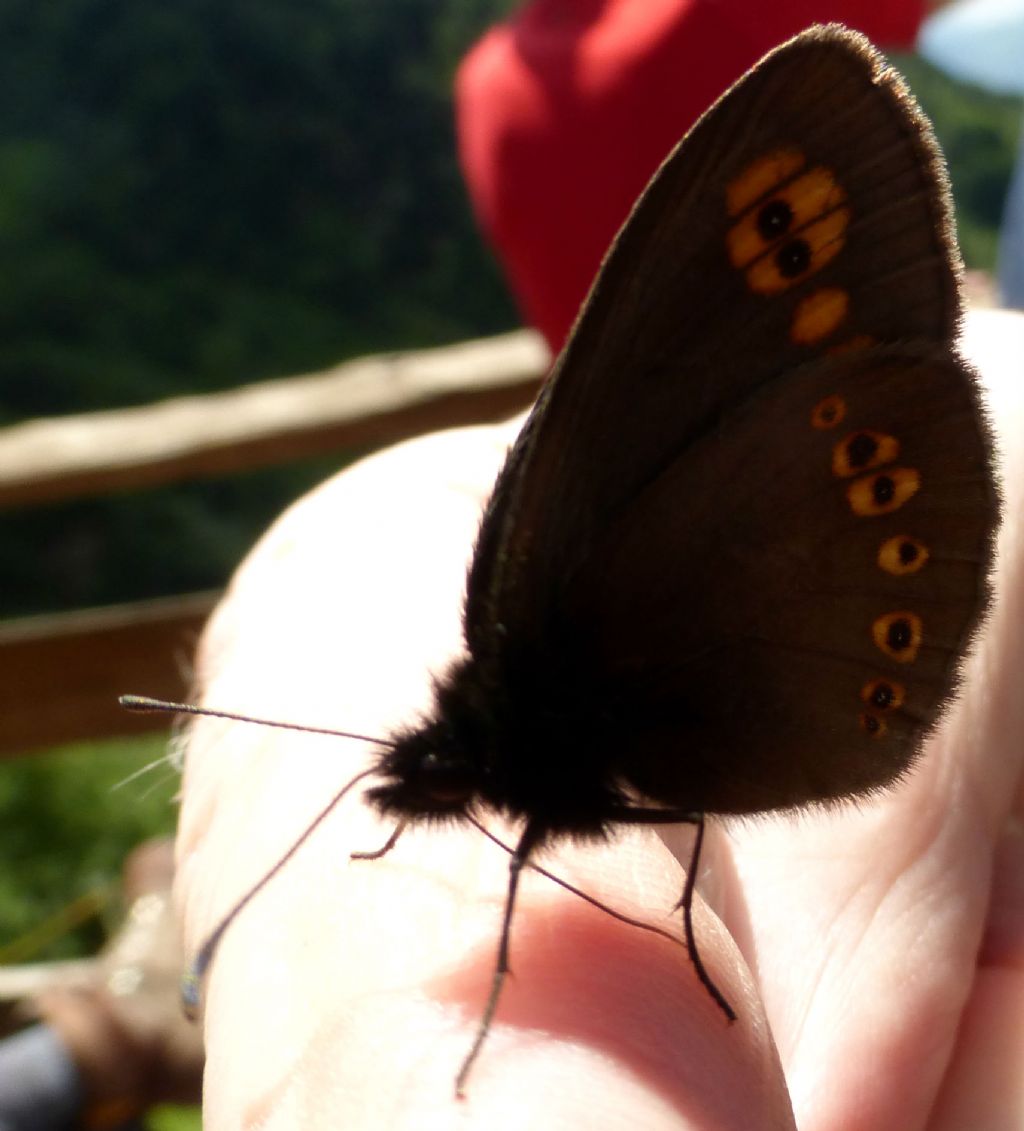 Erebia albergana