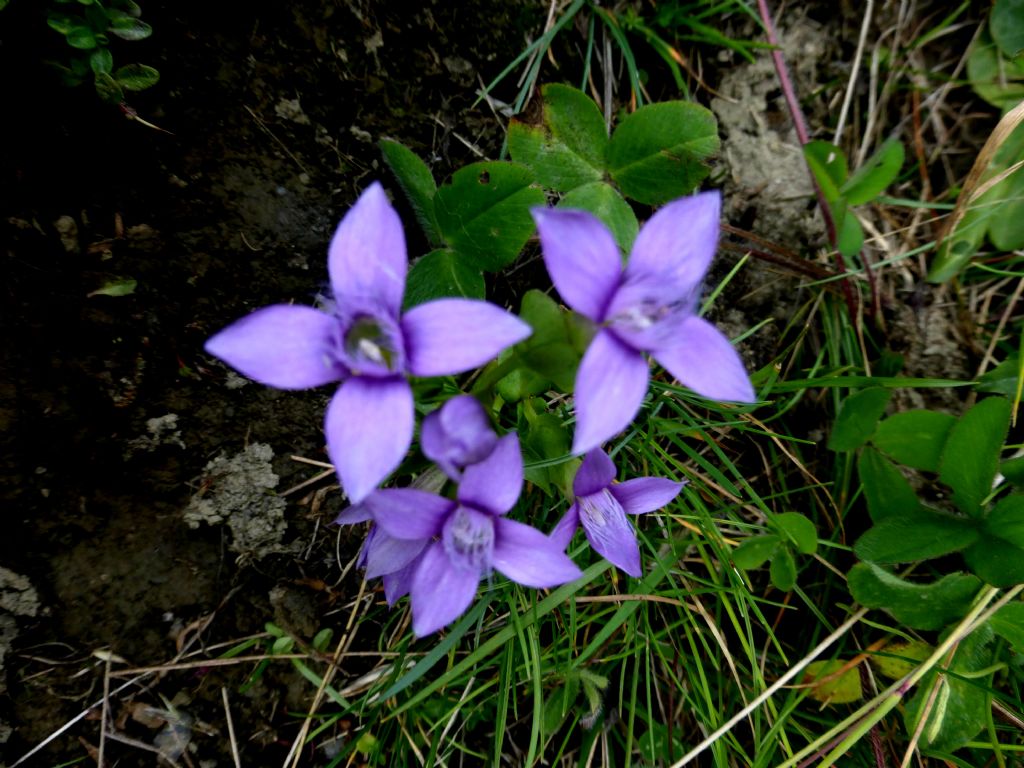 Gentianella campestris?