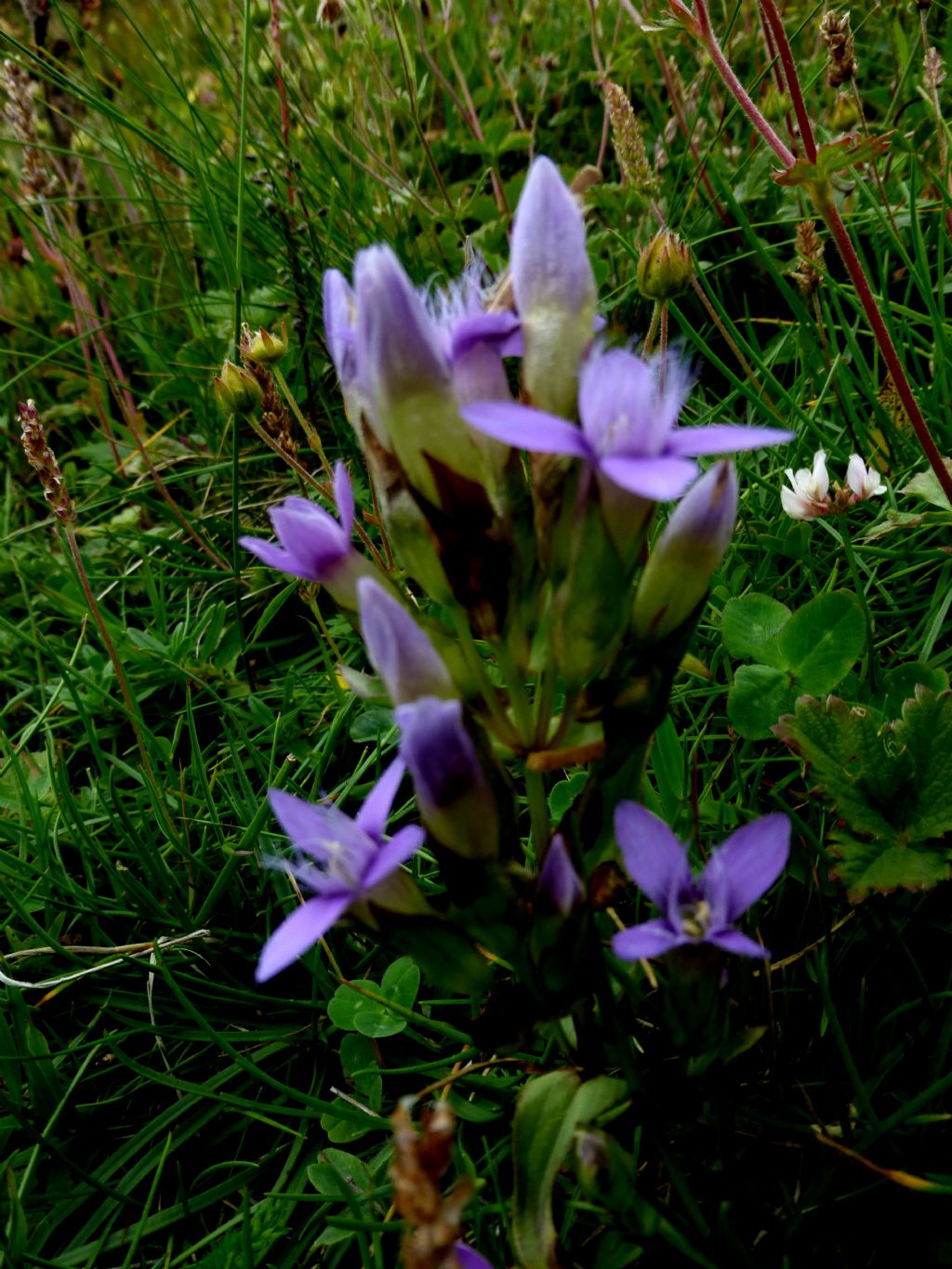 Gentianella campestris?