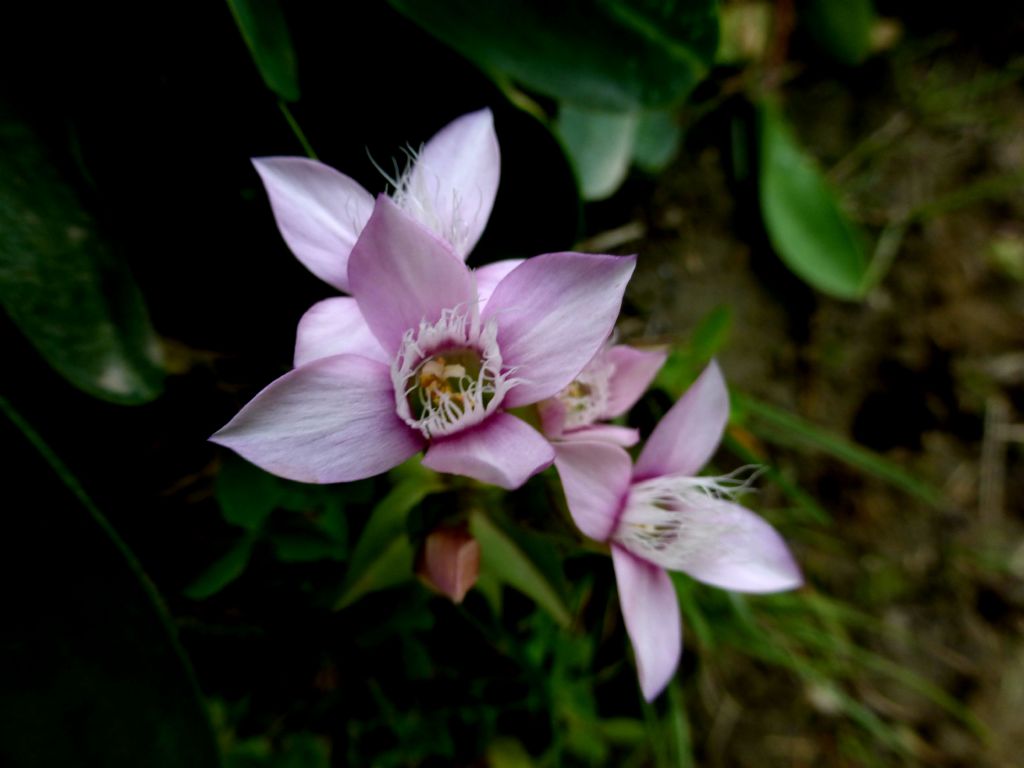 Gentianella campestris?