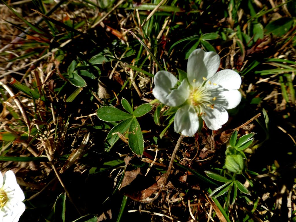 Potentilla alba