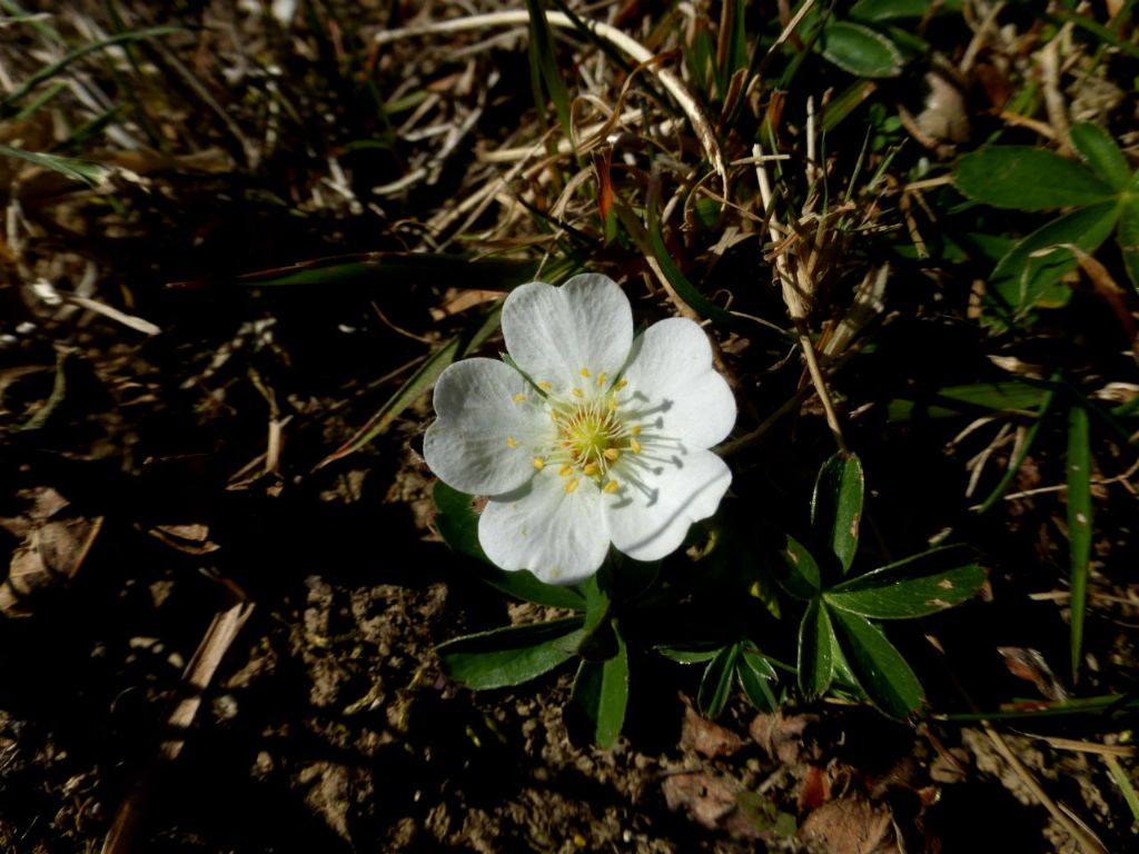 Potentilla alba