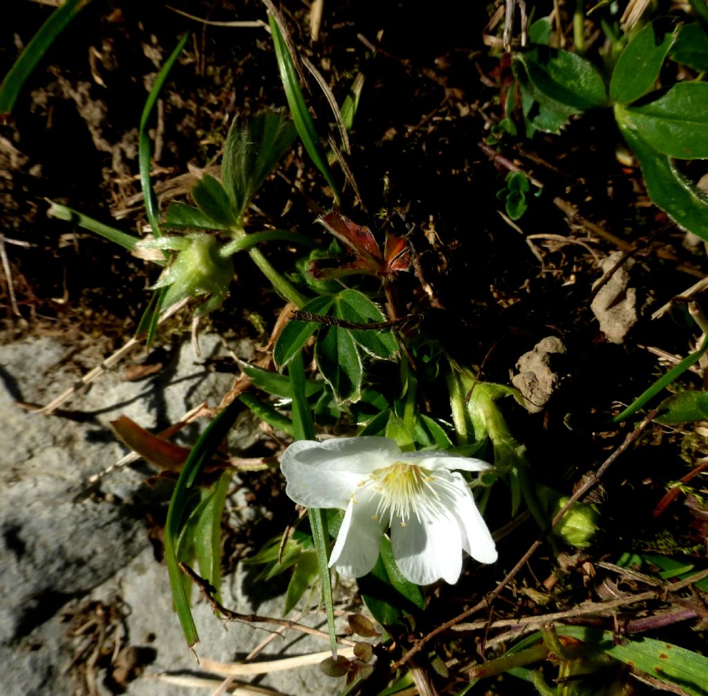 Potentilla alba