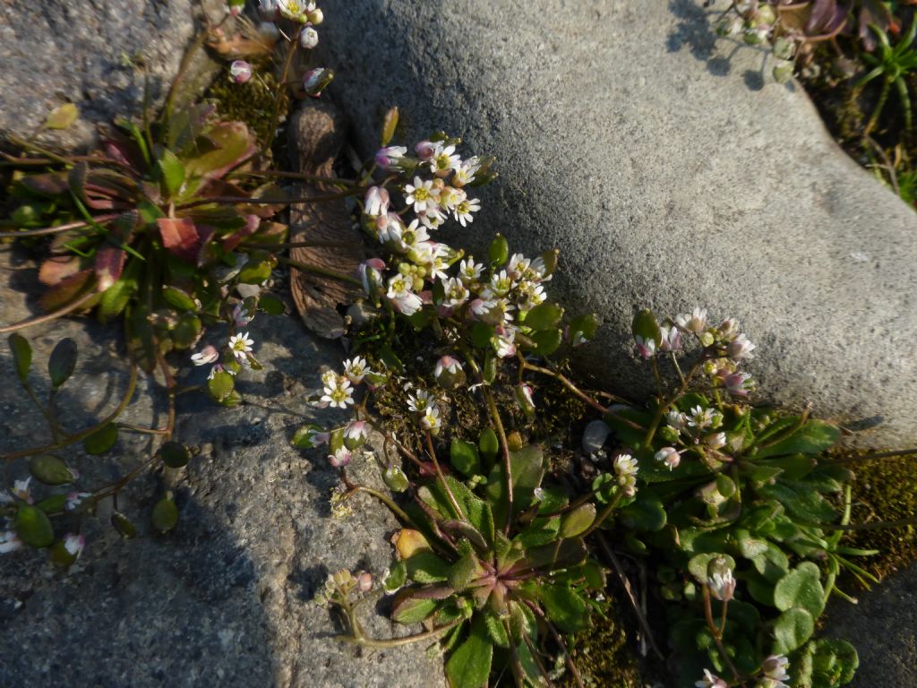 piccolissima pianta - Erophila verna