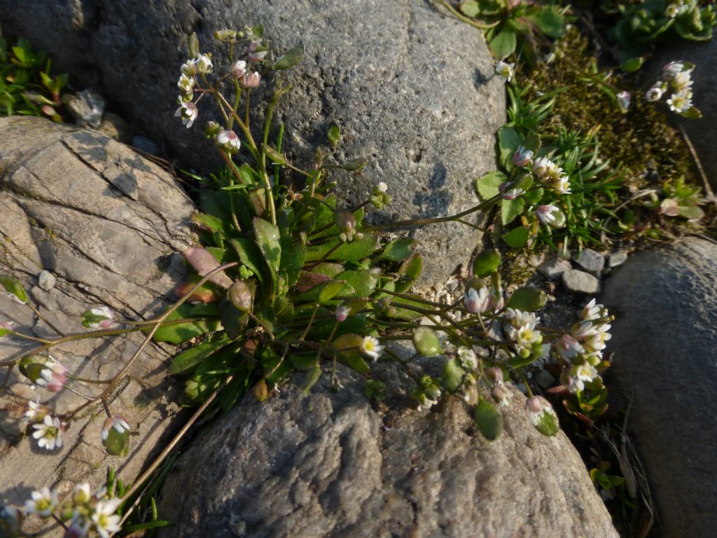 piccolissima pianta - Erophila verna