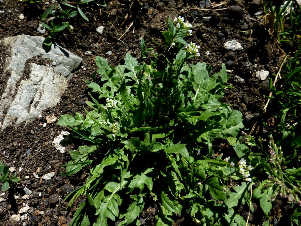 Capsella bursa-pastoris