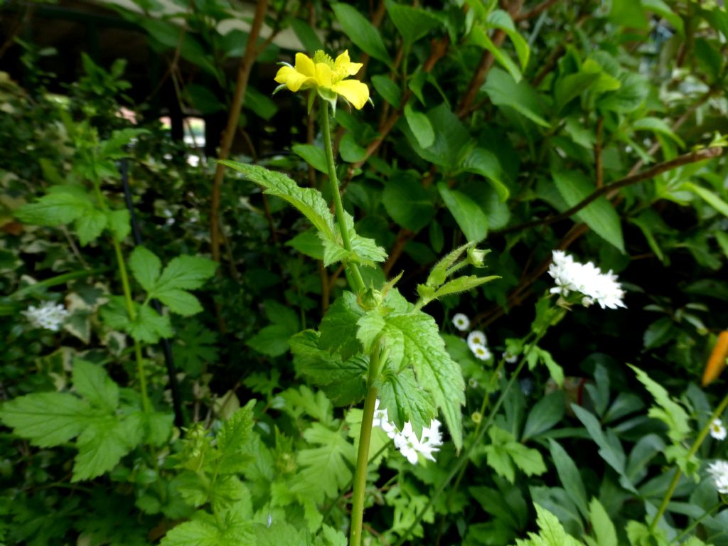 Clandestina in terrazza - Geum urbanum