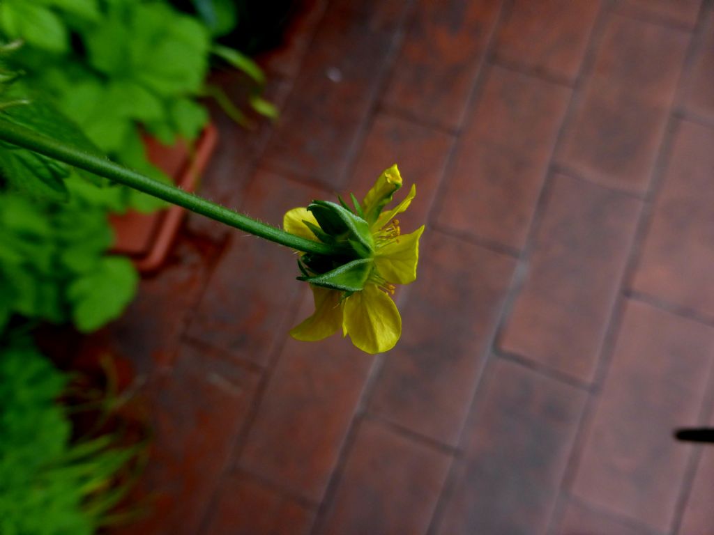 Clandestina in terrazza - Geum urbanum