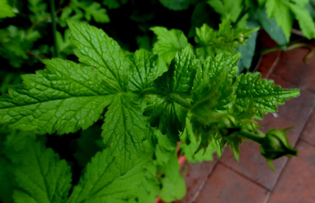 Clandestina in terrazza - Geum urbanum