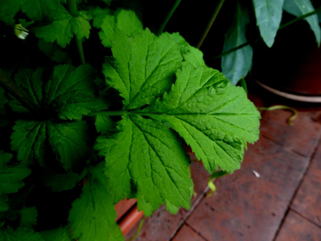 Clandestina in terrazza - Geum urbanum