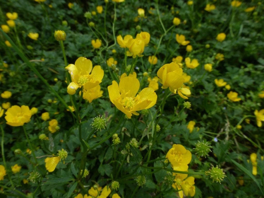 Ranunculus sp.